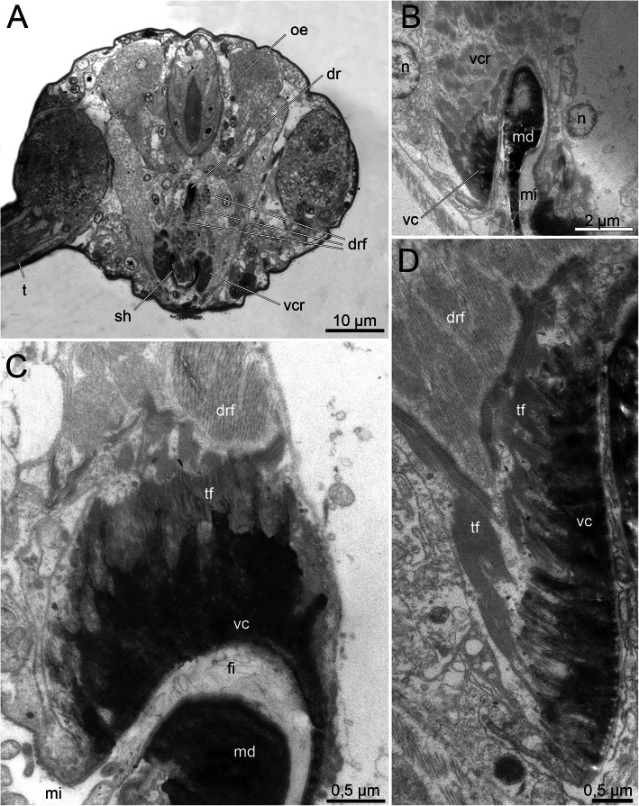 New insights into the morphology and evolution of the ventral pharynx and jaws in Histriobdellidae (Eunicida, Annelida).