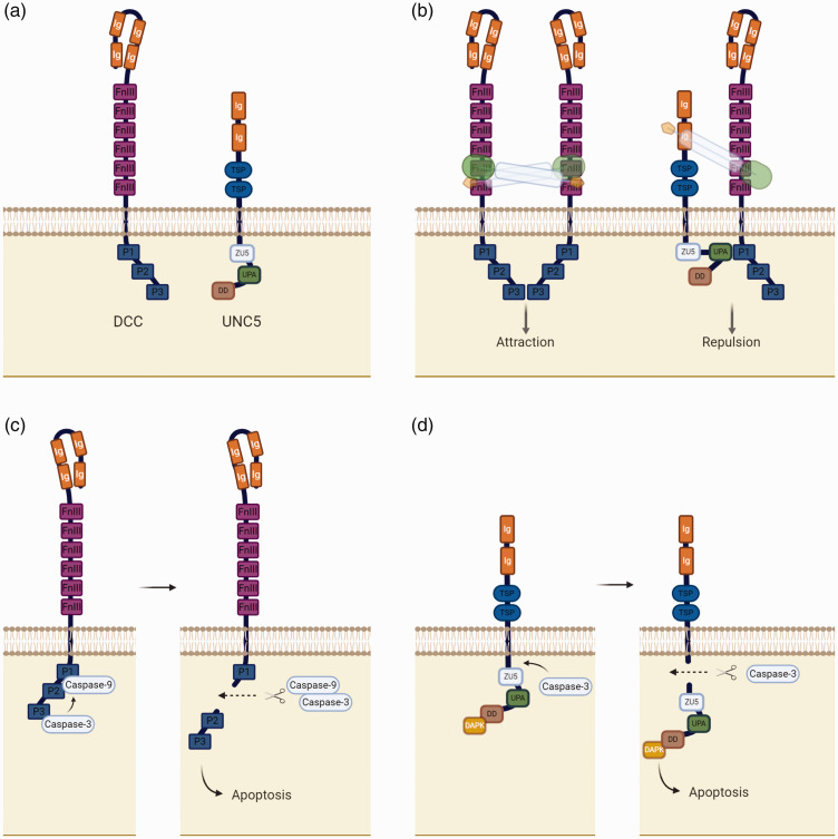 Netrin-1: Focus on its role in cardiovascular physiology and atherosclerosis.