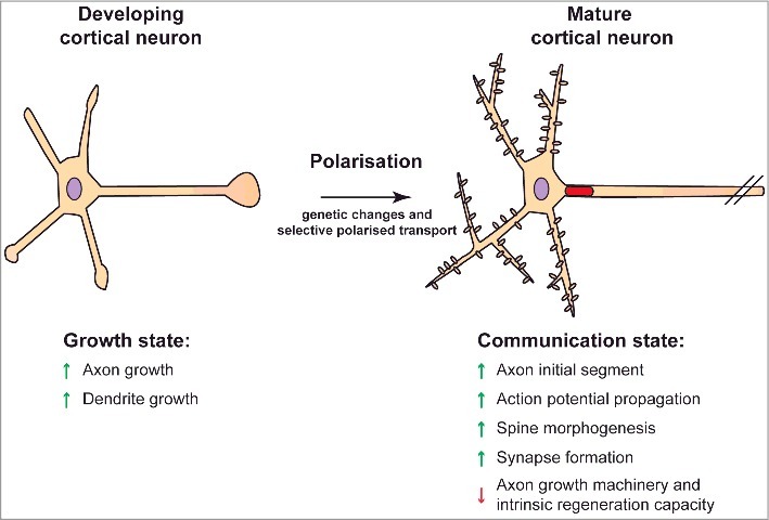 ARF6 and Rab11 as intrinsic regulators of axon regeneration.