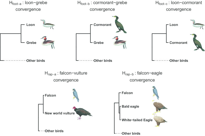 Avian phenotypic convergence is subject to low genetic constraints based on genomic evidence.