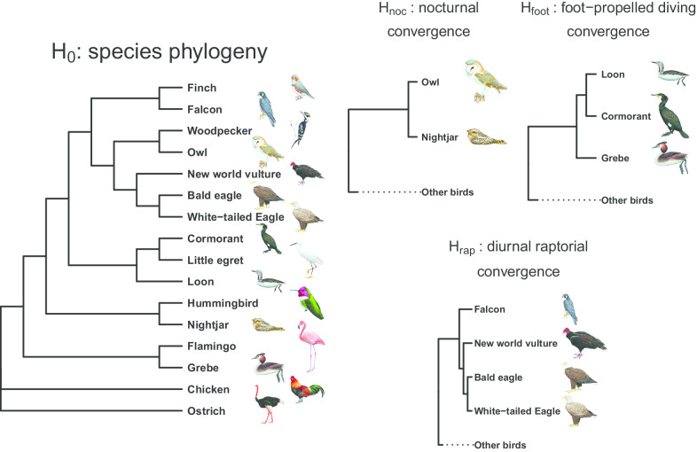 Avian phenotypic convergence is subject to low genetic constraints based on genomic evidence.