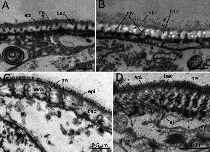 New insights into the morphology and evolution of the ventral pharynx and jaws in Histriobdellidae (Eunicida, Annelida).