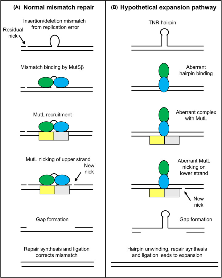 New developments in Huntington's disease and other triplet repeat diseases: DNA repair turns to the dark side.