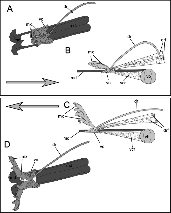 New insights into the morphology and evolution of the ventral pharynx and jaws in Histriobdellidae (Eunicida, Annelida).