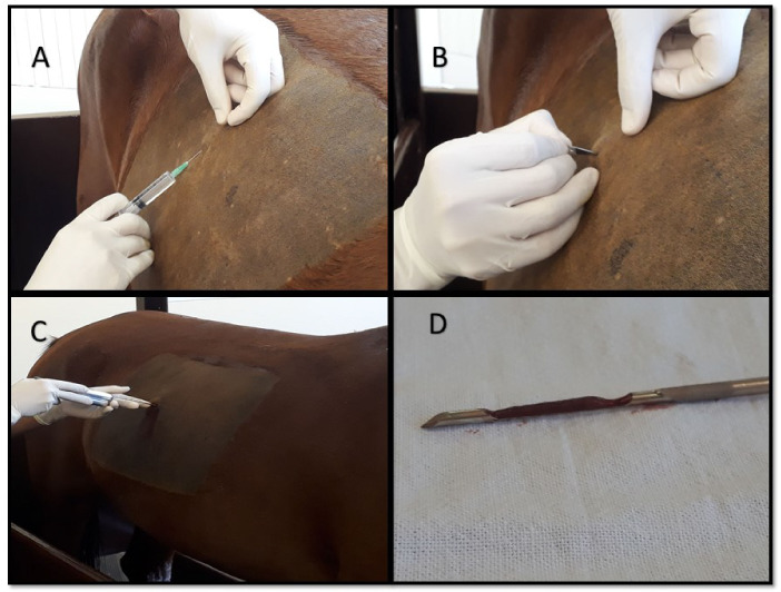 Efficacy of oral <i>Cynara scolymus</i> and <i>Silybum marianum</i> on toxicity of imidocarb dipropionate in horses.