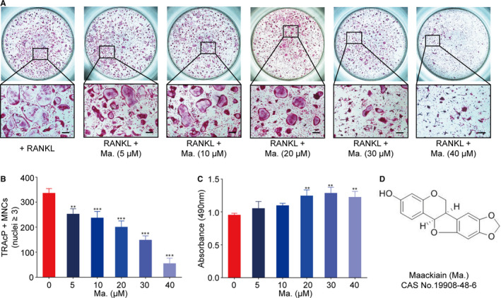 Maackiain dampens osteoclastogenesis via attenuating RANKL-stimulated NF-κB signalling pathway and NFATc1 activity.