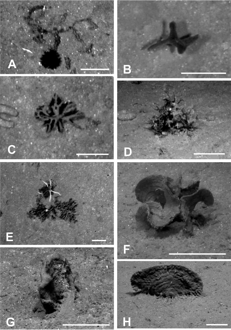 Giant, highly diverse protists in the abyssal Pacific: vulnerability to impacts from seabed mining and potential for recovery.