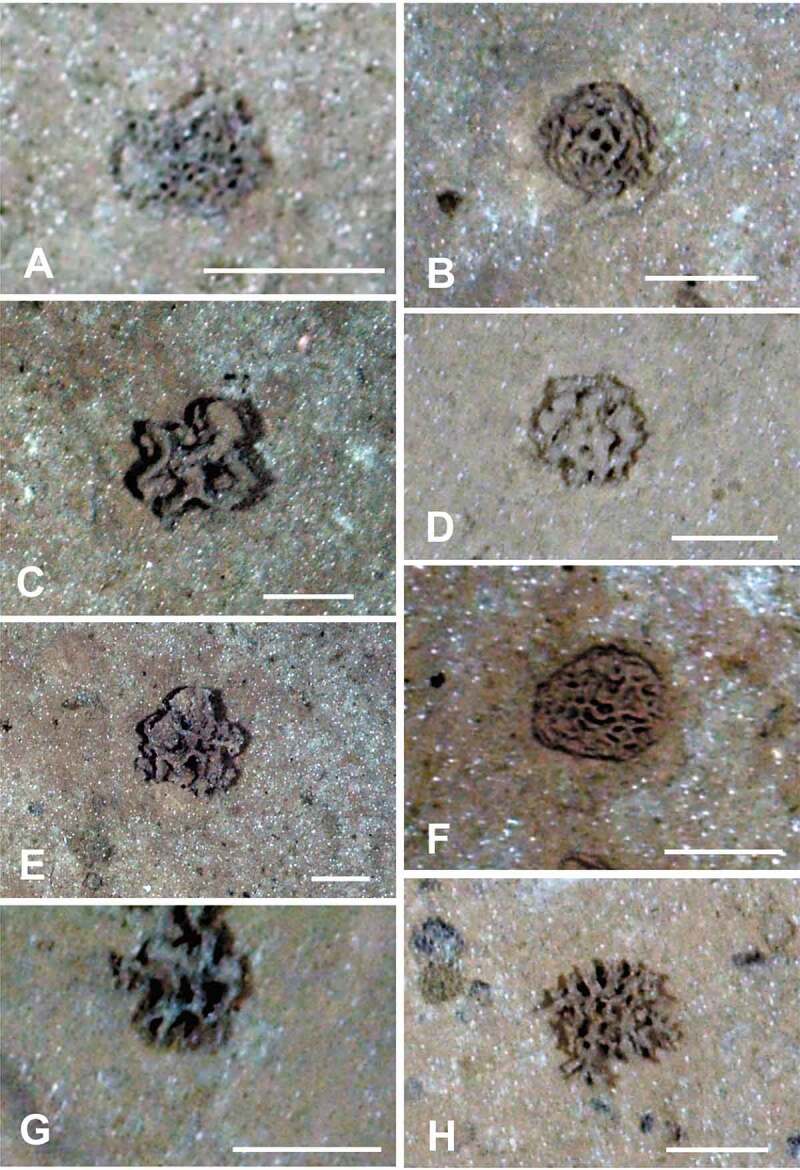 Giant, highly diverse protists in the abyssal Pacific: vulnerability to impacts from seabed mining and potential for recovery.