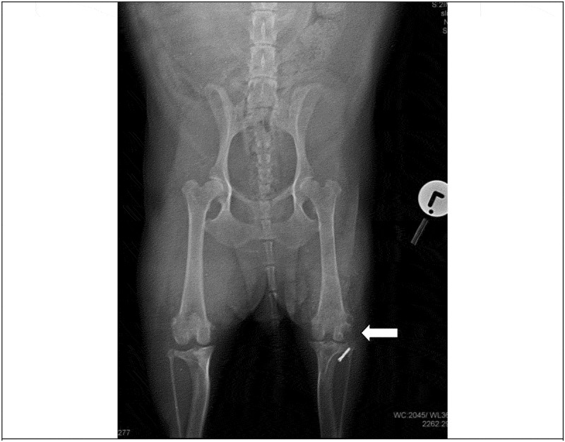 Chronic lymphoplasmacytic villonodular proliferative synovitis in a 10-year-old Jack Russell Terrier dog.