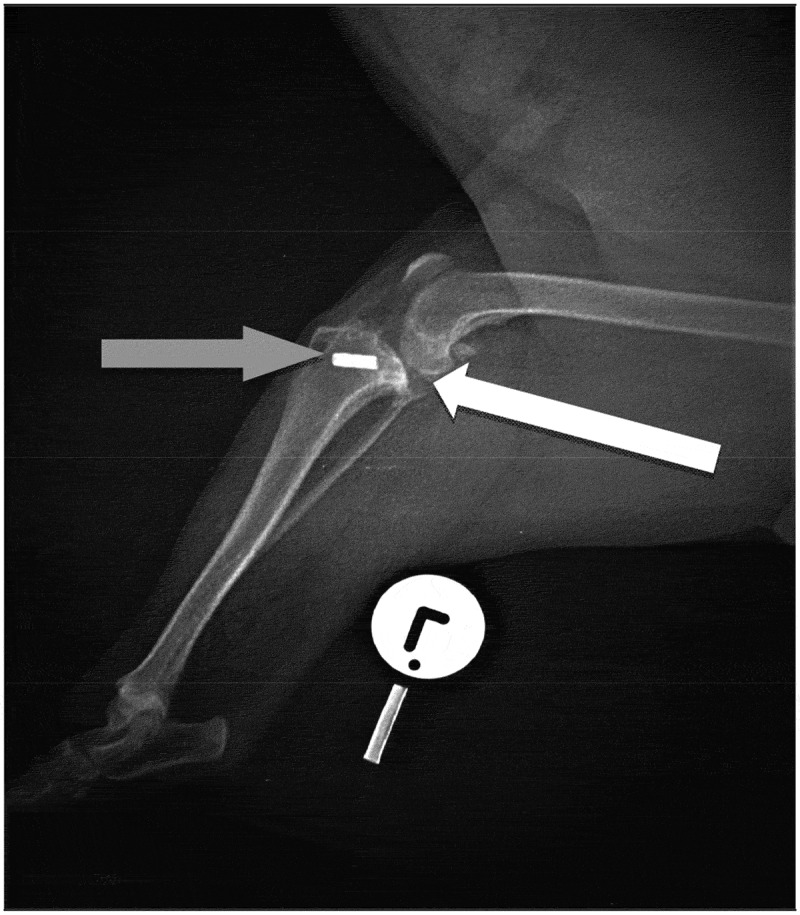 Chronic lymphoplasmacytic villonodular proliferative synovitis in a 10-year-old Jack Russell Terrier dog.
