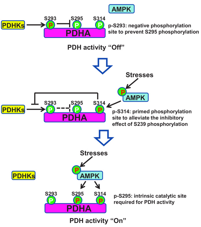 AMPK maintains TCA cycle through sequential phosphorylation of PDHA to promote tumor metastasis.