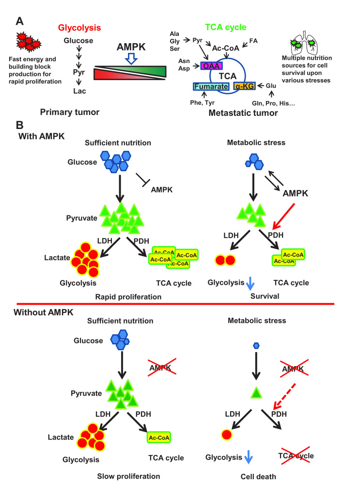 AMPK maintains TCA cycle through sequential phosphorylation of PDHA to promote tumor metastasis.