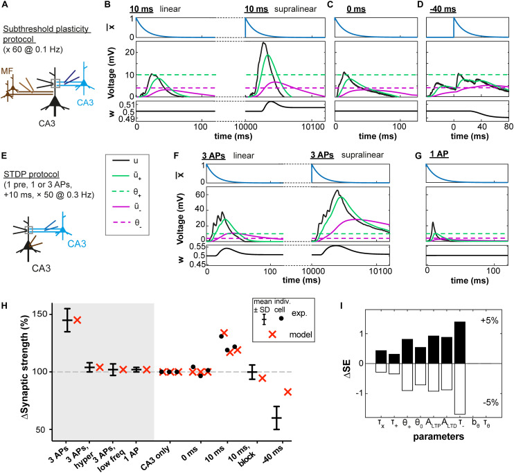 Dendritic Voltage Recordings Explain Paradoxical Synaptic Plasticity: A Modeling Study.