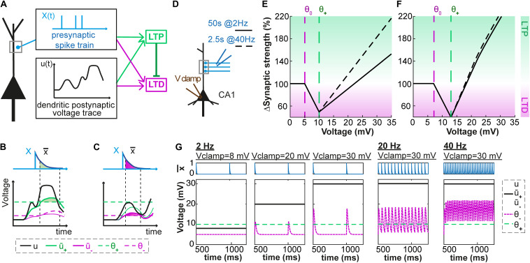 Dendritic Voltage Recordings Explain Paradoxical Synaptic Plasticity: A Modeling Study.