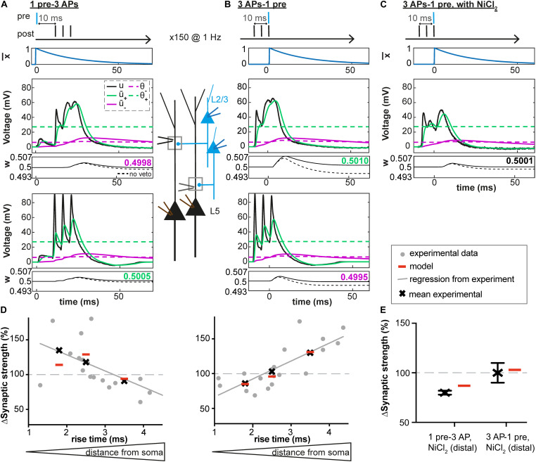 Dendritic Voltage Recordings Explain Paradoxical Synaptic Plasticity: A Modeling Study.