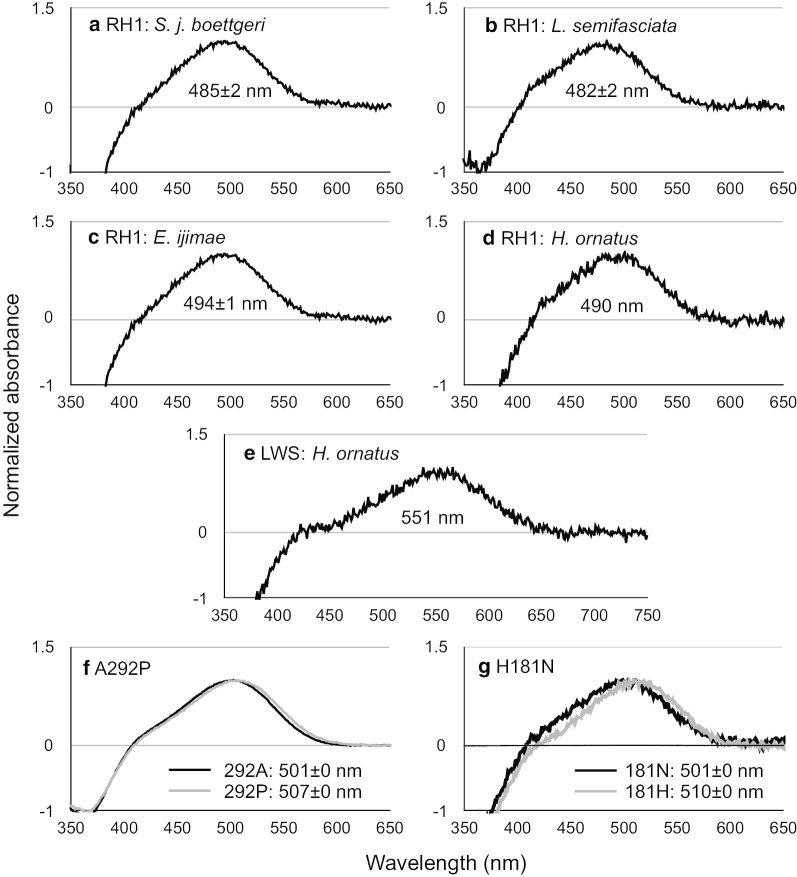 Visual adaptation of opsin genes to the aquatic environment in sea snakes.