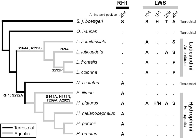 Visual adaptation of opsin genes to the aquatic environment in sea snakes.