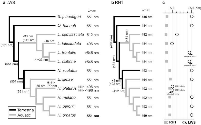 Visual adaptation of opsin genes to the aquatic environment in sea snakes.