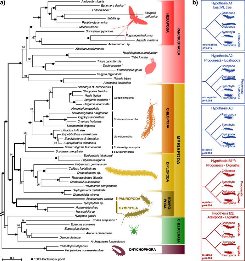 Four myriapod relatives - but who are sisters? No end to debates on relationships among the four major myriapod subgroups.