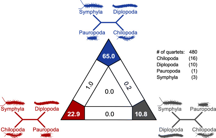 Four myriapod relatives - but who are sisters? No end to debates on relationships among the four major myriapod subgroups.