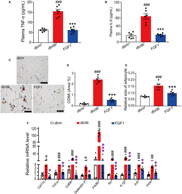 Fibroblast growth factor 1 ameliorates adipose tissue inflammation and systemic insulin resistance via enhancing adipocyte mTORC2/Rictor signal.