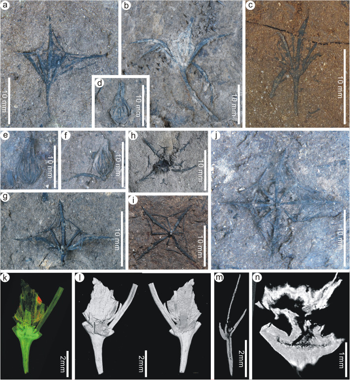 Primotrapa gen. nov., an extinct transitional genus bridging the evolutionary gap between Lythraceae and Trapoideae, from the early Miocene of North China.