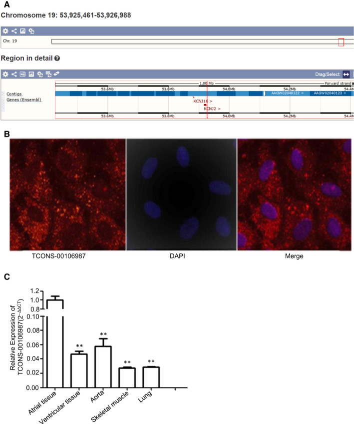 Long noncoding RNA TCONS-00106987 promotes atrial electrical remodelling during atrial fibrillation by sponging miR-26 to regulate KCNJ2.