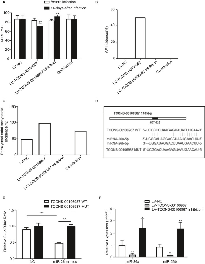 Long noncoding RNA TCONS-00106987 promotes atrial electrical remodelling during atrial fibrillation by sponging miR-26 to regulate KCNJ2.