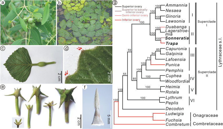 Primotrapa gen. nov., an extinct transitional genus bridging the evolutionary gap between Lythraceae and Trapoideae, from the early Miocene of North China.