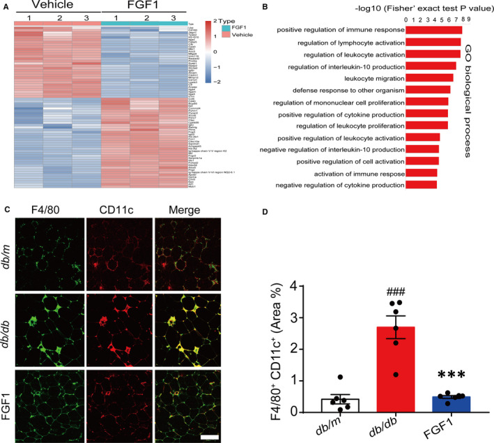 Fibroblast growth factor 1 ameliorates adipose tissue inflammation and systemic insulin resistance via enhancing adipocyte mTORC2/Rictor signal.