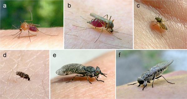 Insect hypersensitivity beyond bee and wasp venom allergy.