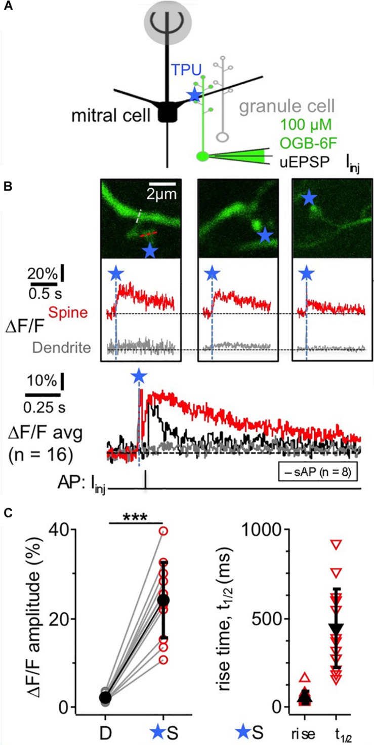 Local Postsynaptic Signaling on Slow Time Scales in Reciprocal Olfactory Bulb Granule Cell Spines Matches Asynchronous Release.