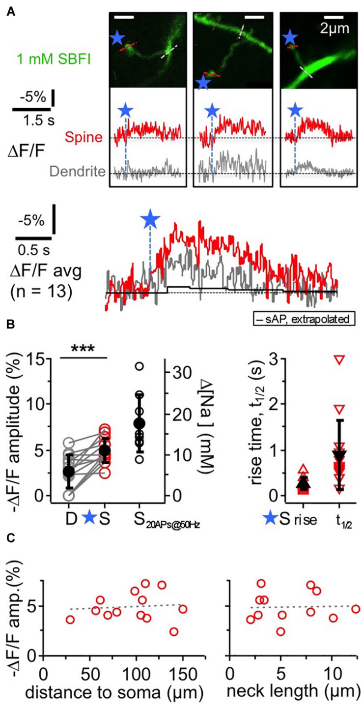 Local Postsynaptic Signaling on Slow Time Scales in Reciprocal Olfactory Bulb Granule Cell Spines Matches Asynchronous Release.