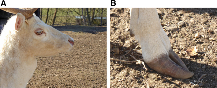 A genome-wide scan study identifies a single nucleotide substitution in MC1R gene associated with white coat colour in fallow deer (Dama dama).