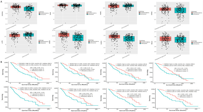 Bioinformatics Analysis of Differentially Expressed Genes and miRNAs in Low-Grade Gliomas.