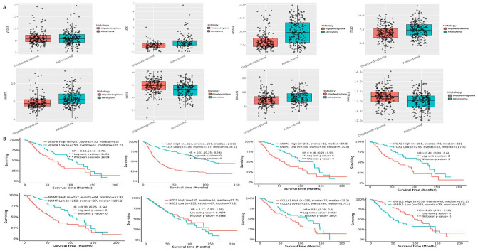 Bioinformatics Analysis of Differentially Expressed Genes and miRNAs in Low-Grade Gliomas.