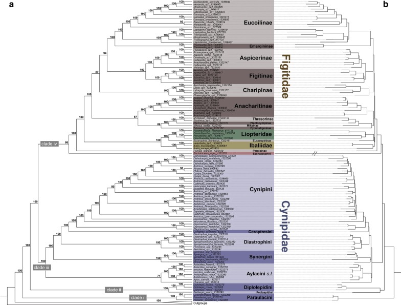 Comprehensive phylogenomic analyses re-write the evolution of parasitism within cynipoid wasps.