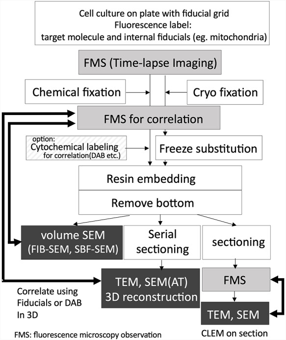 Correlation of organelle dynamics between light microscopic live imaging and electron microscopic 3D architecture using FIB-SEM