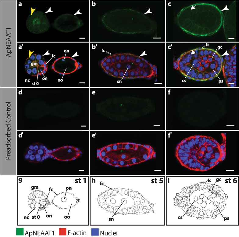 Further evidence that mechanisms of host/symbiont integration are dissimilar in the maternal versus embryonic Acyrthosiphon pisum bacteriome.