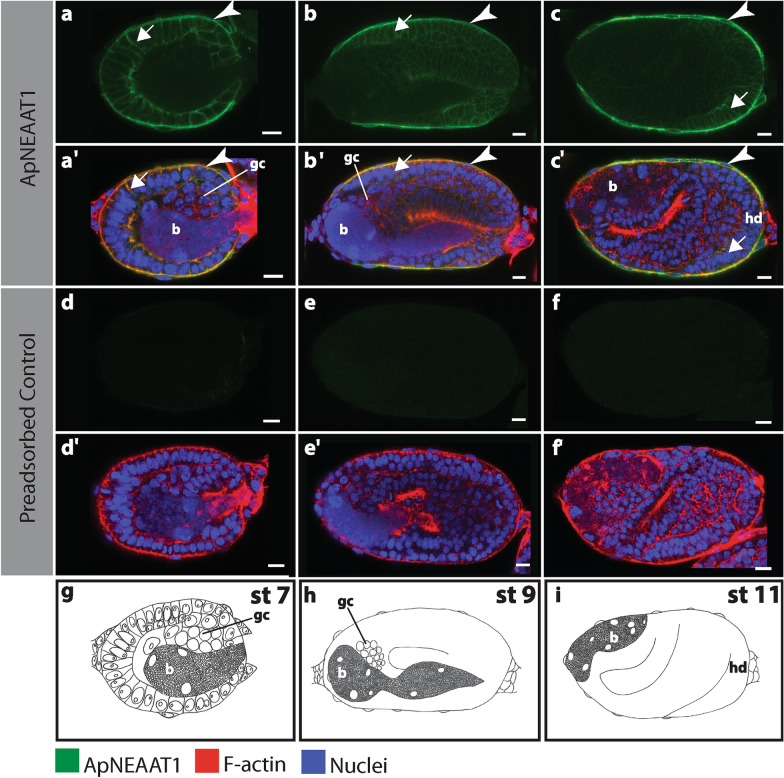 Further evidence that mechanisms of host/symbiont integration are dissimilar in the maternal versus embryonic Acyrthosiphon pisum bacteriome.