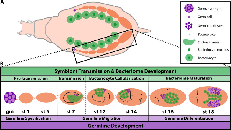 Further evidence that mechanisms of host/symbiont integration are dissimilar in the maternal versus embryonic Acyrthosiphon pisum bacteriome.