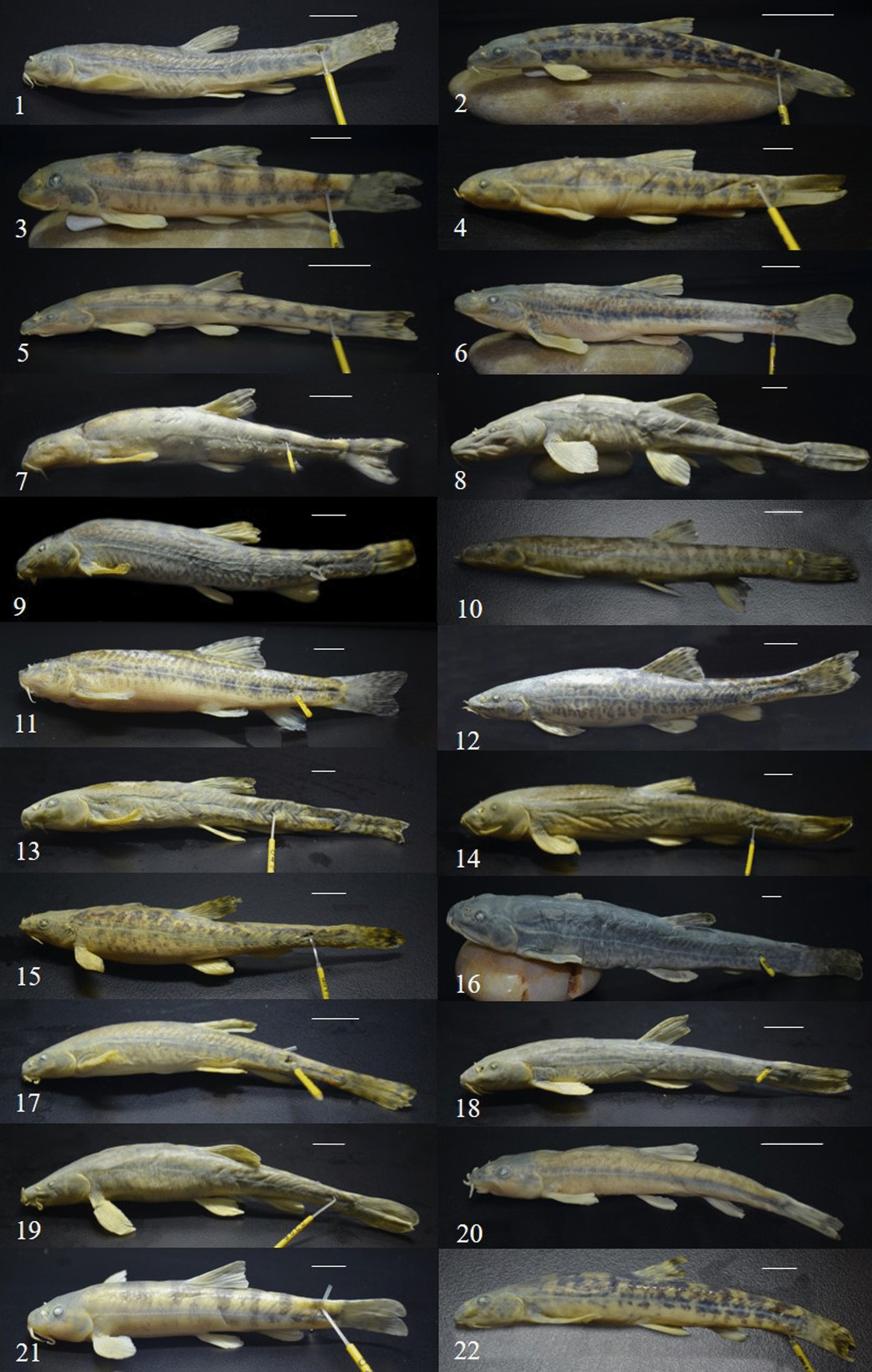 DNA barcoding reveals cryptic diversity in the underestimated genus Triplophysa (Cypriniformes: Cobitidae, Nemacheilinae) from the northeastern Qinghai-Tibet Plateau.