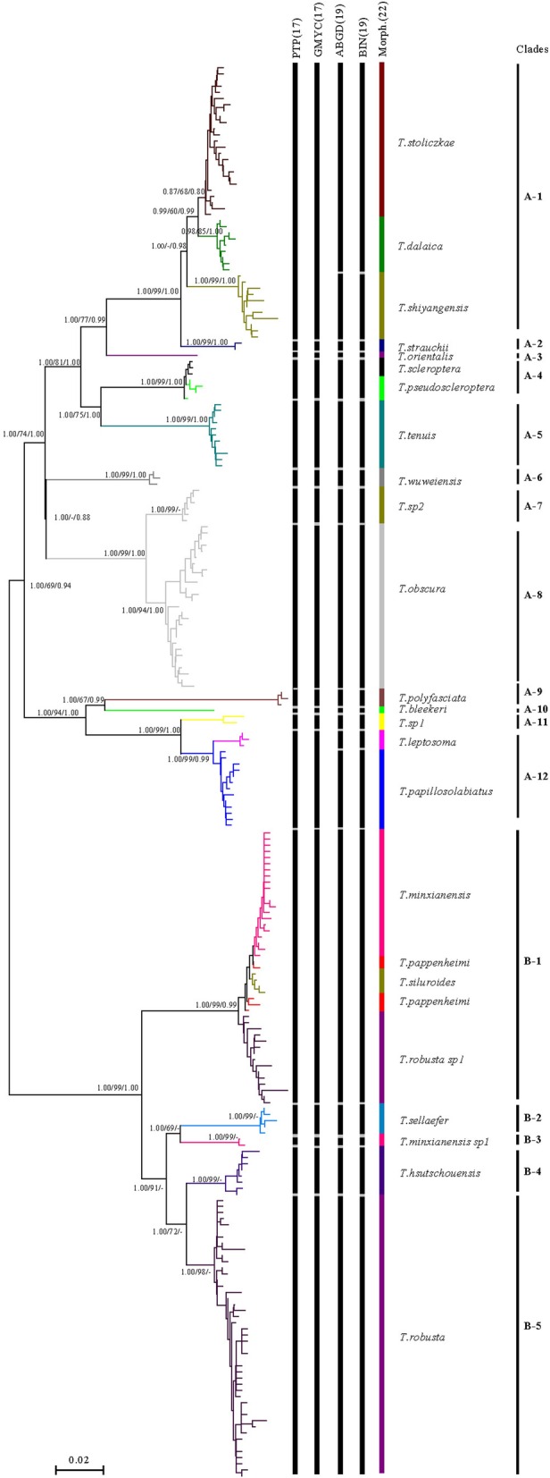 DNA barcoding reveals cryptic diversity in the underestimated genus Triplophysa (Cypriniformes: Cobitidae, Nemacheilinae) from the northeastern Qinghai-Tibet Plateau.