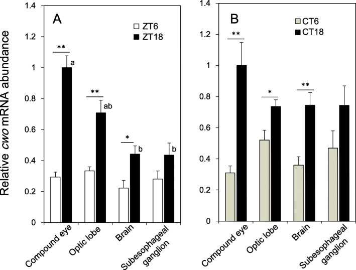 The role of clockwork orange in the circadian clock of the cricket Gryllus bimaculatus.