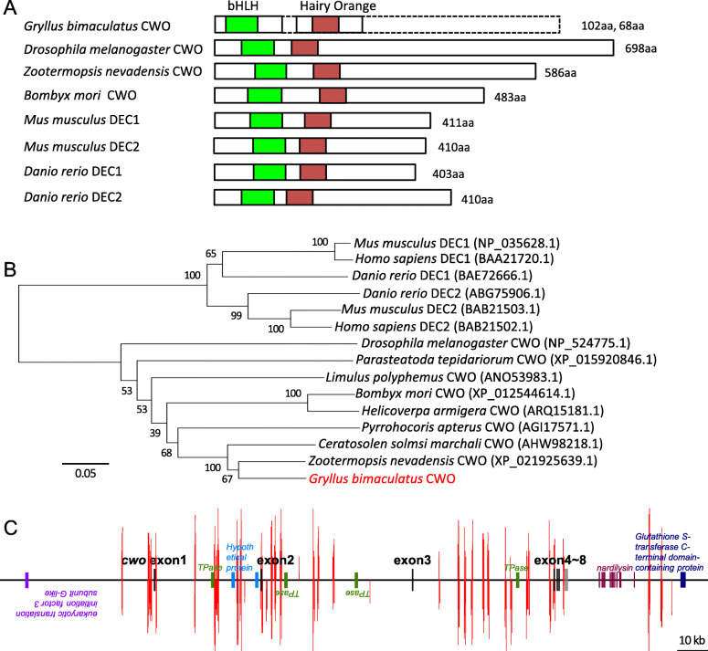 The role of clockwork orange in the circadian clock of the cricket Gryllus bimaculatus.