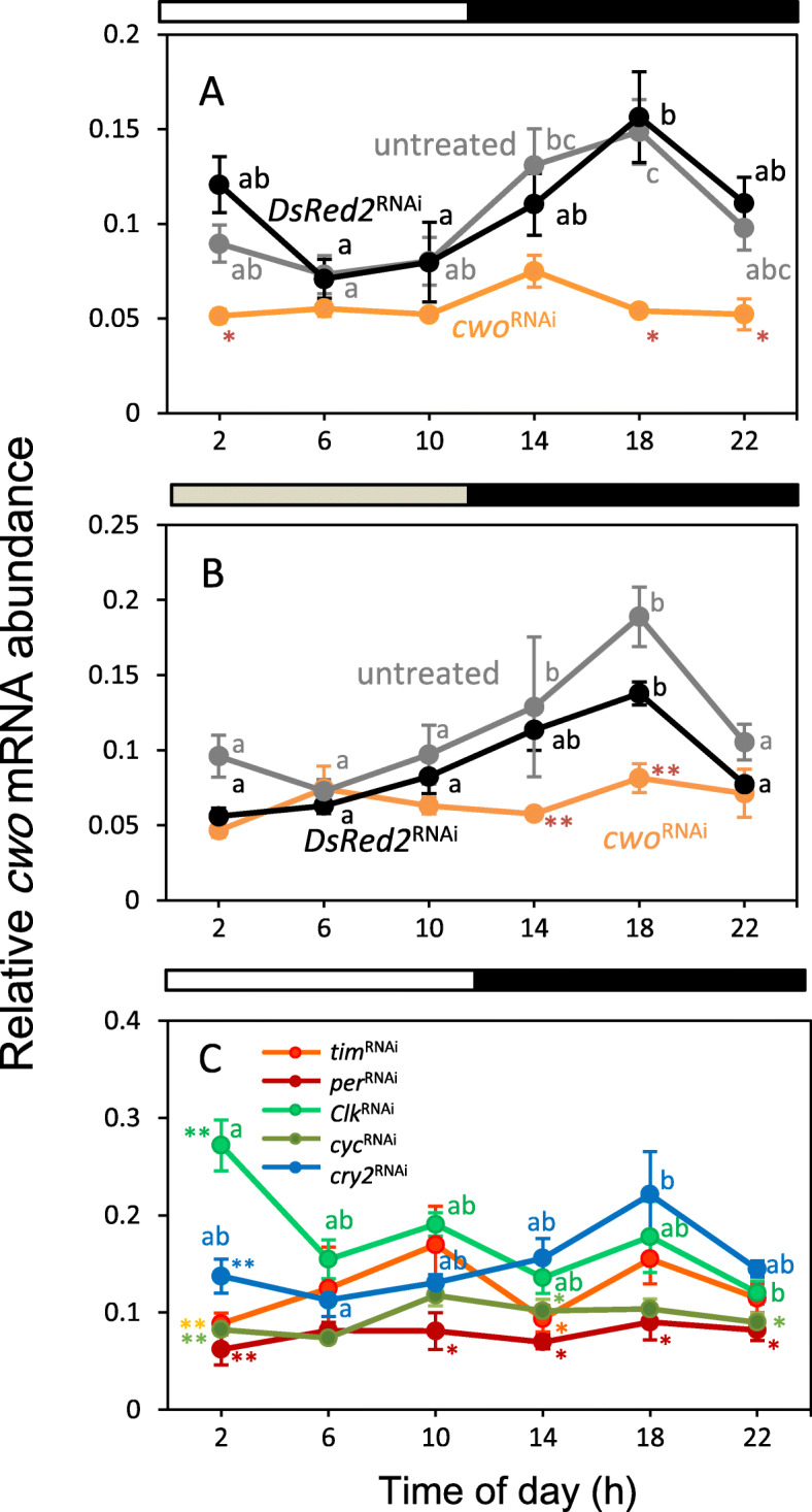 The role of clockwork orange in the circadian clock of the cricket Gryllus bimaculatus.