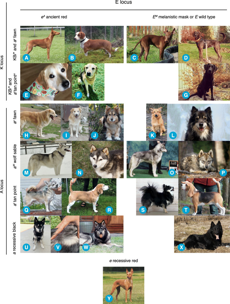 Comprehensive genetic testing combined with citizen science reveals a recently characterized ancient MC1R mutation associated with partial recessive red phenotypes in dog.