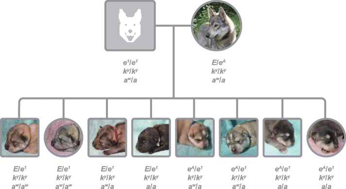 Comprehensive genetic testing combined with citizen science reveals a recently characterized ancient MC1R mutation associated with partial recessive red phenotypes in dog.