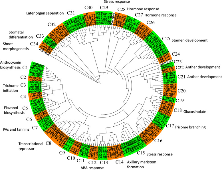 Functional identification of PsMYB57 involved in anthocyanin regulation of tree peony.