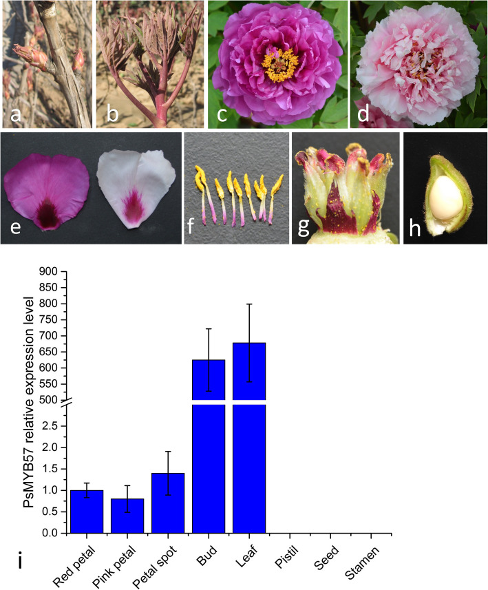 Functional identification of PsMYB57 involved in anthocyanin regulation of tree peony.